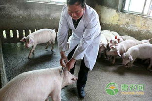 中草藥飼料添加劑 引領畜牧養(yǎng)殖新技術的綠色變革